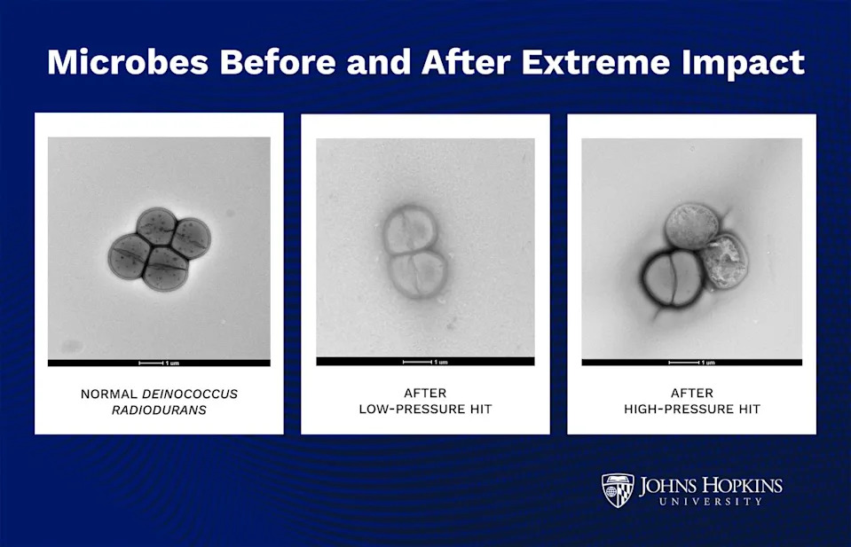 Three linearly arranged black-and-white microscopic views of small clumps of single-celled microorganisms. The leftmost image shows intact cells, while the middle and right images show some cells stressed or ruptured.