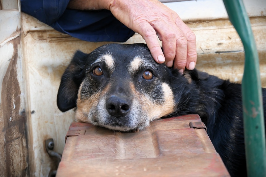 A dog being patted while it rests its head on a bench.