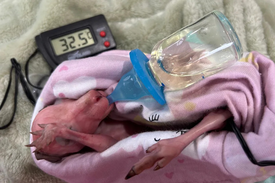 A pinky joey rescued from Wyee in care.