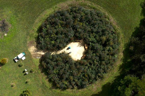 A tiny forest nine months after planting at Cedar Brush Creek on the Central Coast.
