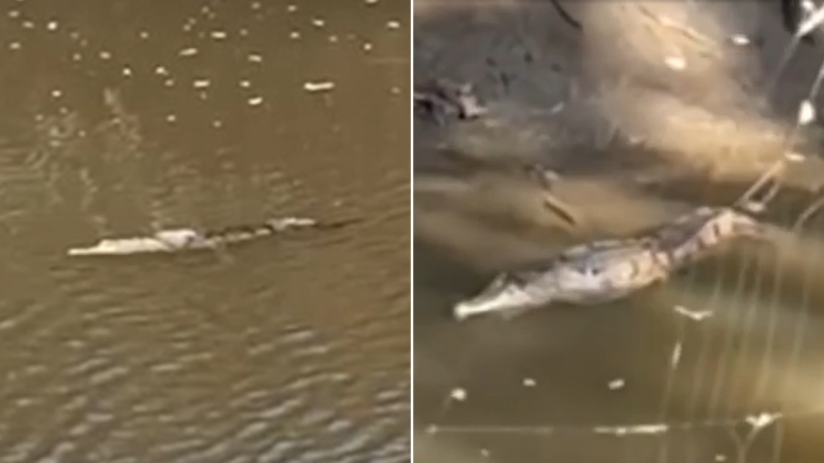 Crocodile found in pond behind Newcastle Bunnings, mysteriously far from home