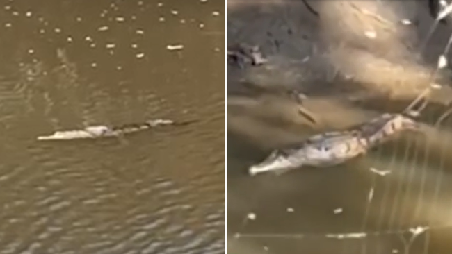 A crocodile has been spotted in a Newcastle park following recent rainfall.