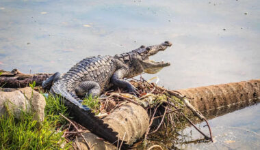 The Man-Eating Crocodile Linked to Over 200 Victims