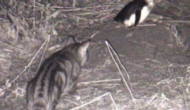 Subscribe to The Advertiser for exclusive stories