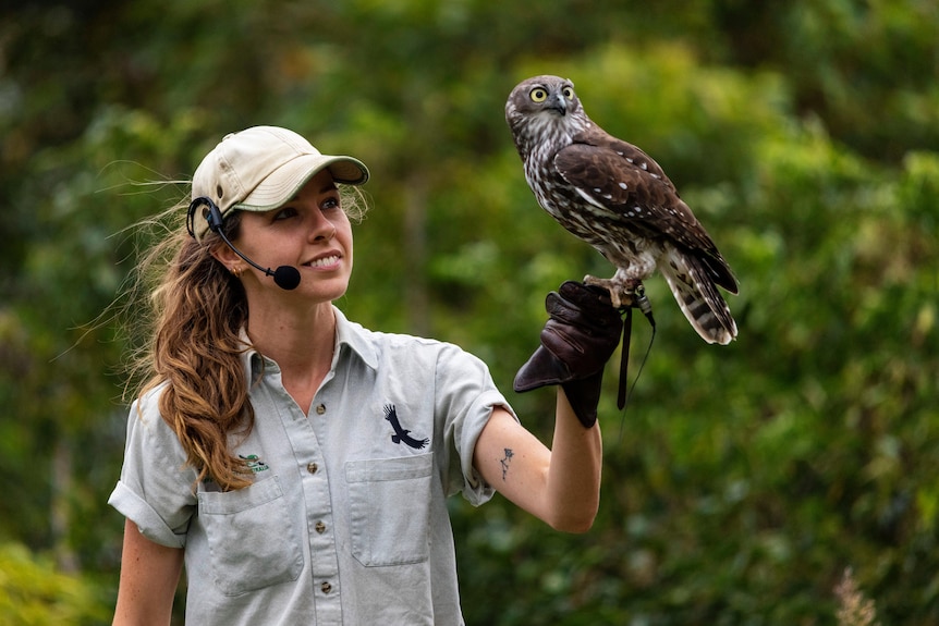 A woman wearing a headset microphone holds a barking owl on her left arm in a free flight display at Taronga Zoo.