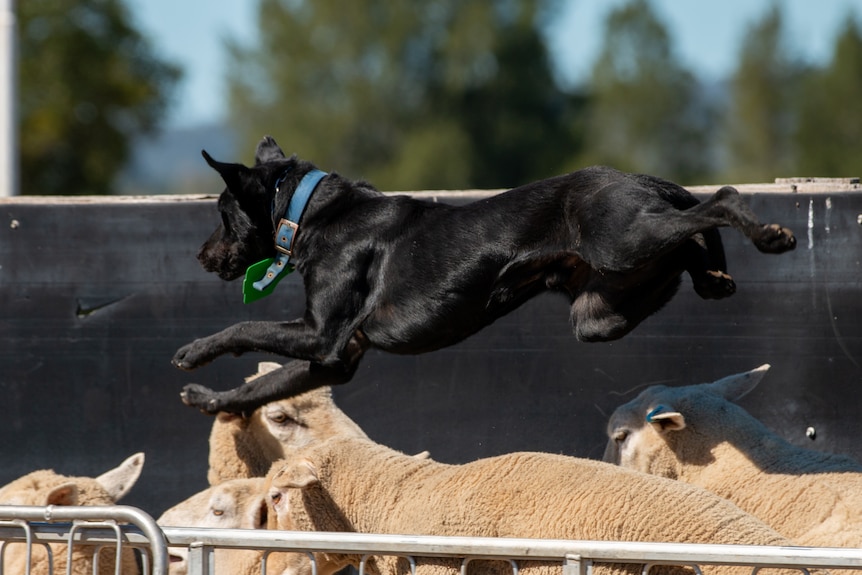 A black dog leaps over tightly packed sheep.
