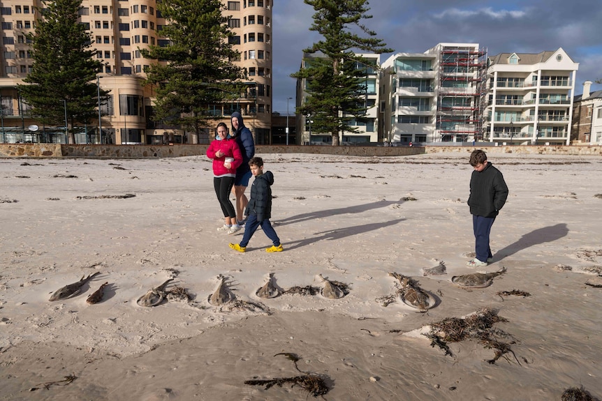 Two adults and two children walk down a beach looking at several dead rays lined up on the sand.