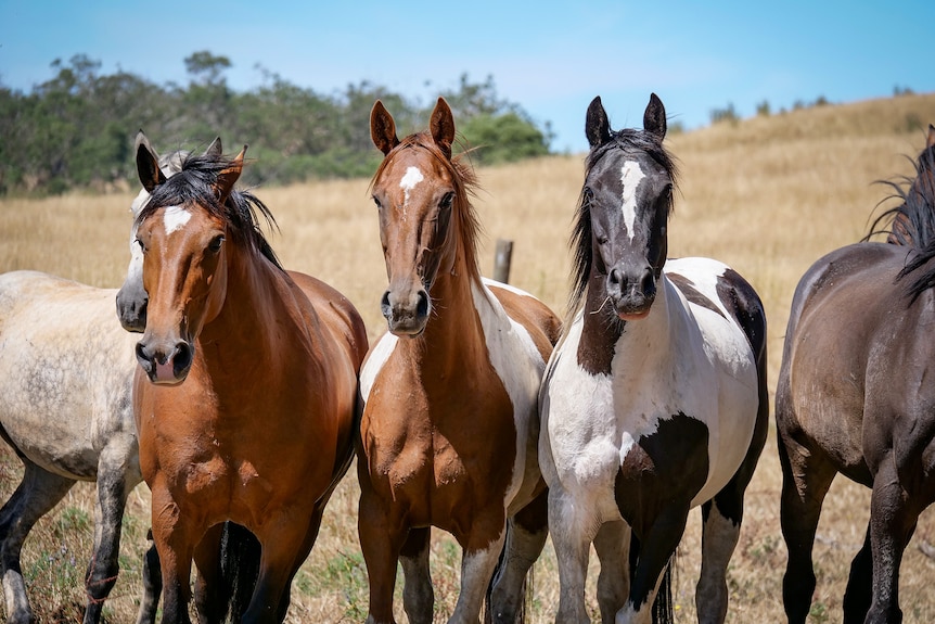 Horses in a paddock