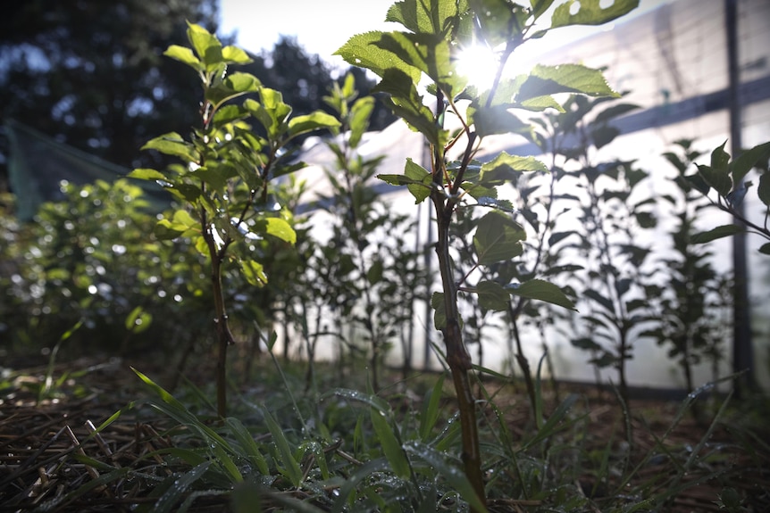 Small tree with sunlight peering through