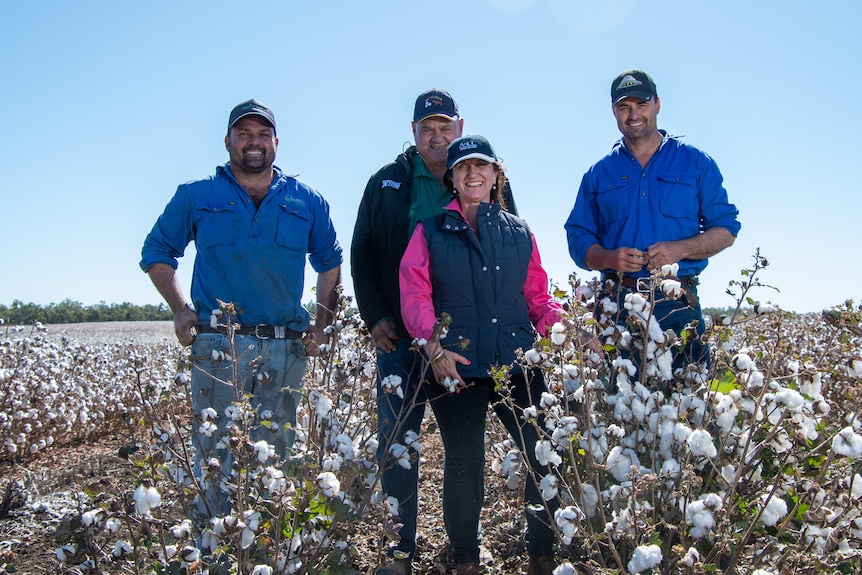 A family stands in a field of blooming white cotton buds against a backdrop of bright blue sky. 