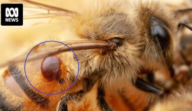 Varroa mite investigation rules out illegal imports but fails to find source of deadly incursion