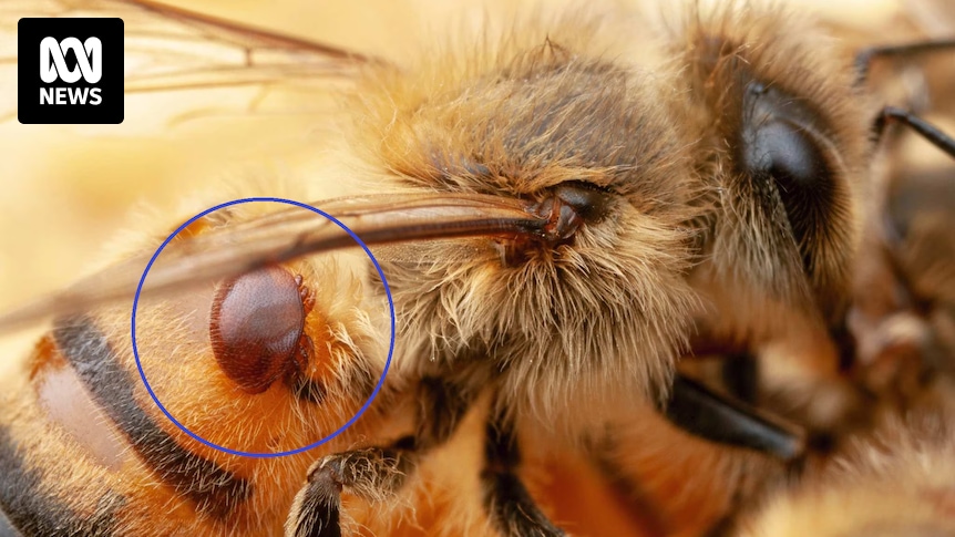 Varroa mite investigation rules out illegal imports but fails to find source of deadly incursion