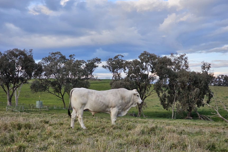 Cow stands side on in a paddock.