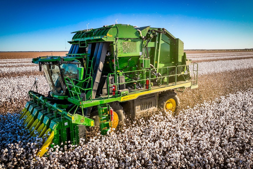 Bright shot of a green machine harvesting cotton in paddock under a blue sky.