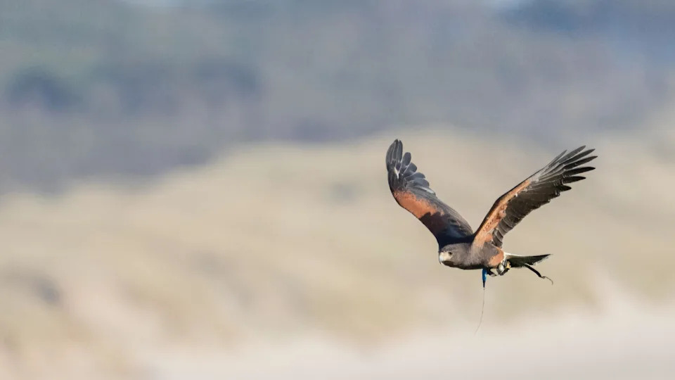Bird, seen in the right of the shot is soaring over Irish Sea sand dunes on Anglesey. Her wings are splayed, and her individual feathers can be seen