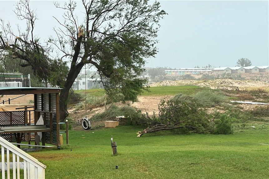 tree fallen over on grass with rain in distance