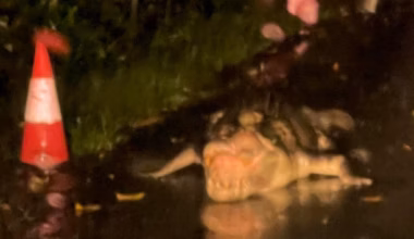 Croc spotted waiting near docking bay for closed Far North ferry - The Cairns Post