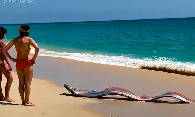 Giant oarfish washes ashore in Cabo.