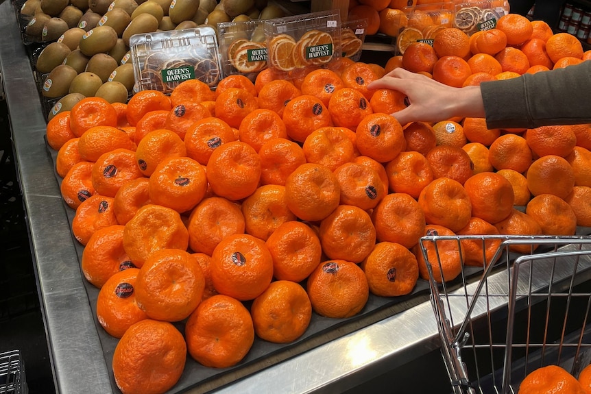 A woman's hand reaching towards a large pile of orange mandarins.