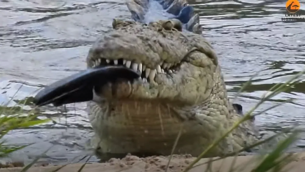 Crocodile filmed eating three sandals; ‘first step in making Crocs’