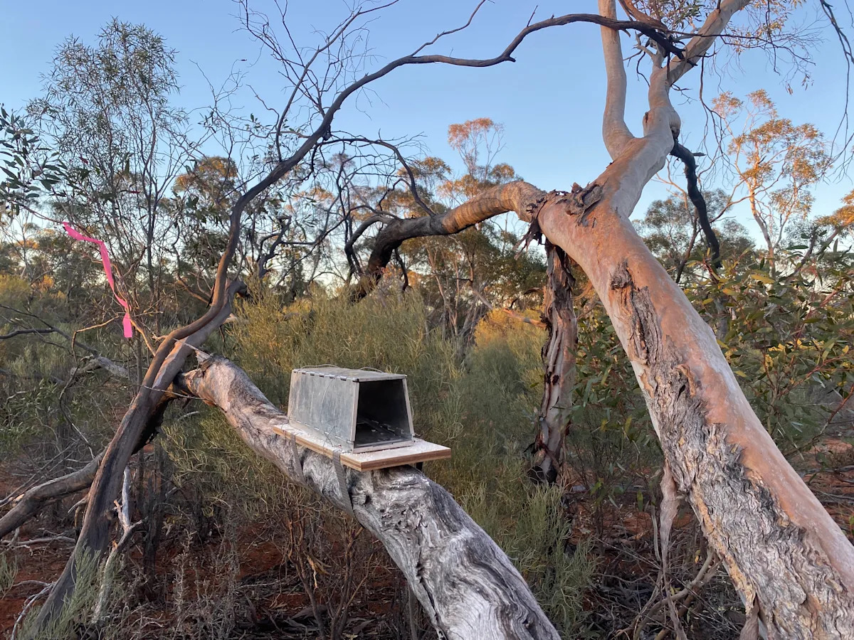 Critical discovery after tiny carnivore returns to Aussie forest after 100 years: 'We're stoked'