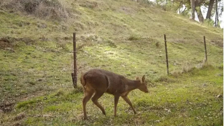 A motion-activated camera shot of a hog deer.