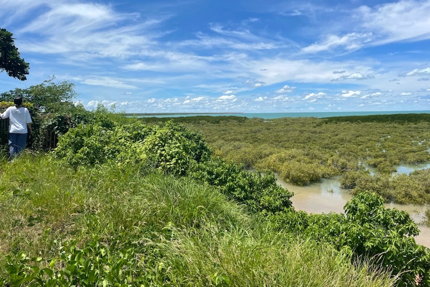 A mangrove area with a bay in the background.