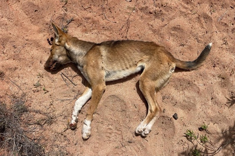 A wild dog with no visible wounds lies dead on a bed of sand.