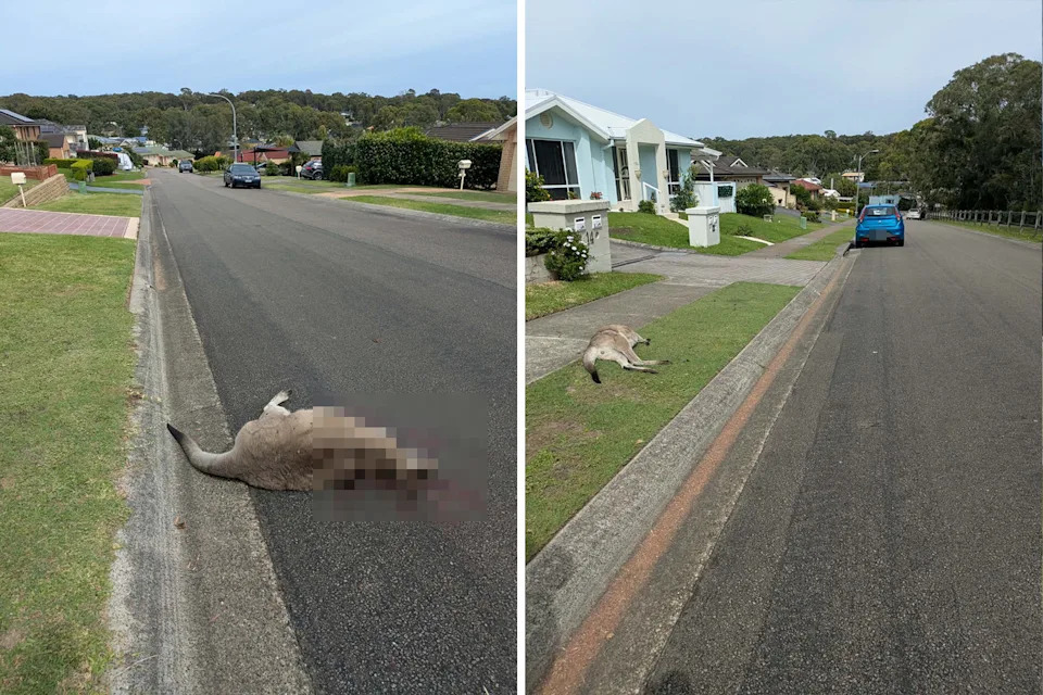 Two images from March 17 showing different kangaroos lying on the road in Wyee, NSW.
