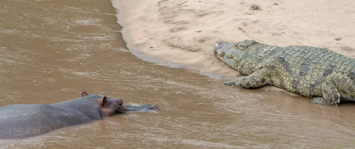 Watch a 4,000-Pound Hippo Casually Chase Off Five Crocs in Kenya’s Maasai Mara
