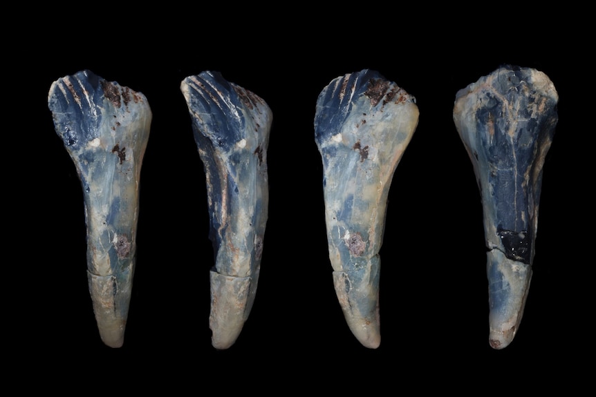 Opalised ornithpod teeth fossils photographed by Bob Smith, date unknown.