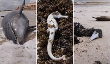 Marine life washes up on Ningaloo beaches after Cyclone Narelle