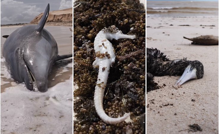 Marine life washes up on Ningaloo beaches after Cyclone Narelle