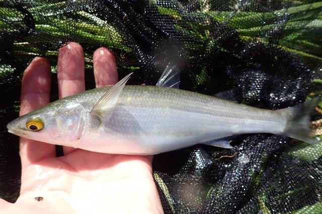 A hand holding a silver fish with a big yellow eye in some water.
