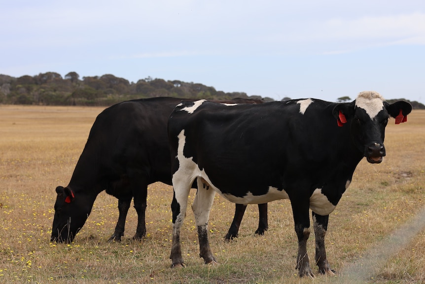 a row of pine trees growing alongside a farm fence