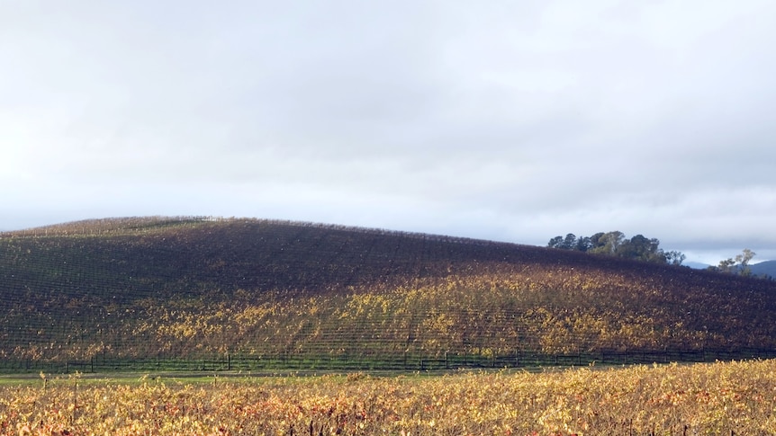The Bliss hill in Sonoma County, taken in 2006.