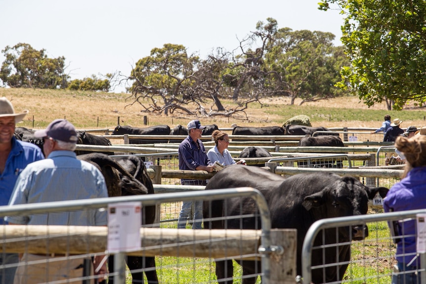 People and cattle stand in cattle yards in a paddock.