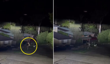 Late-night sighting in Aussie suburb exposes rapidly growing invasive species 'problem'