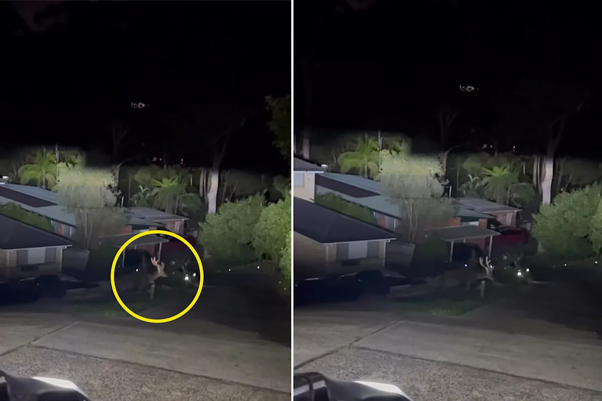 Late-night sighting in Aussie suburb exposes rapidly growing invasive species 'problem'