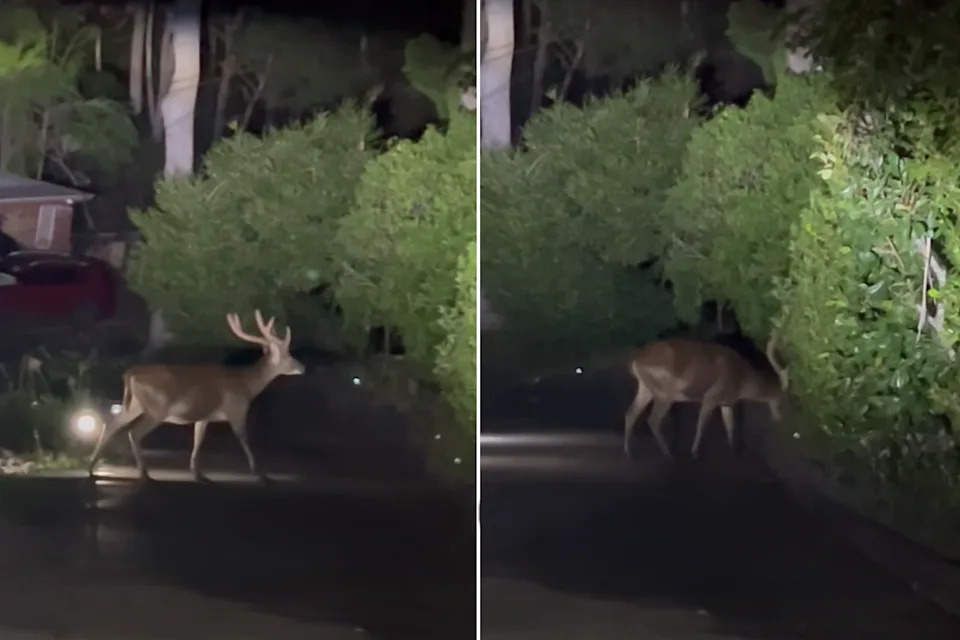 A deer spotted at Gymea Bay, southern Sydney, this week.