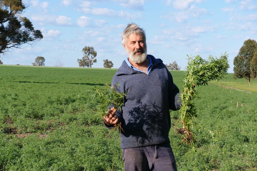 An older, bearded man holds uprooted plants in his hands while standing in a pasture.