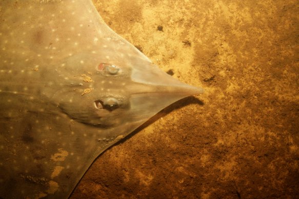 As soon as the Maugean skate was discovered it was declared endangered.