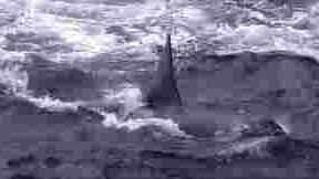 WATCH: Orcas filmed hunting fin whale at Bremer Bay in incredible hunting ritual just kilometres offshore