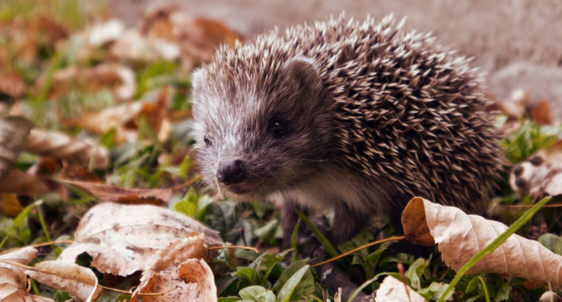 Hedgehogs Could Avoid Extinction by Silent Ultrasound Installed on Cars to Prevent Roadkill