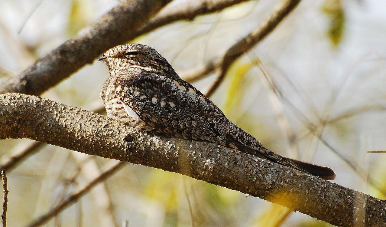 Elusive Nightjar Populations Doubled in 5 Years, a 'Remarkable Comeback' Conservationists Say