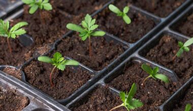 How to Recycle and Reuse Garden Plug Trays
