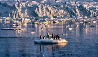 Antarctic sea ice improves after four years of extreme lows