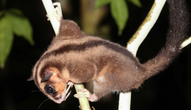 Two marsupials thought extinct for 6,000 years found alive in Indonesian Papua