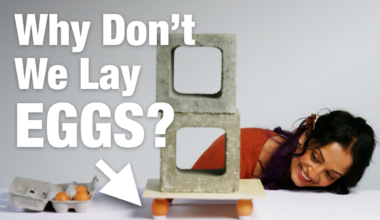 Why Mammals Gave Up on Laying Eggs