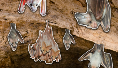 PARTICLE 101: GHOST BATS